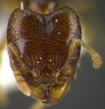 Media type: image;   Entomology 34356 Aspect: head frontal view